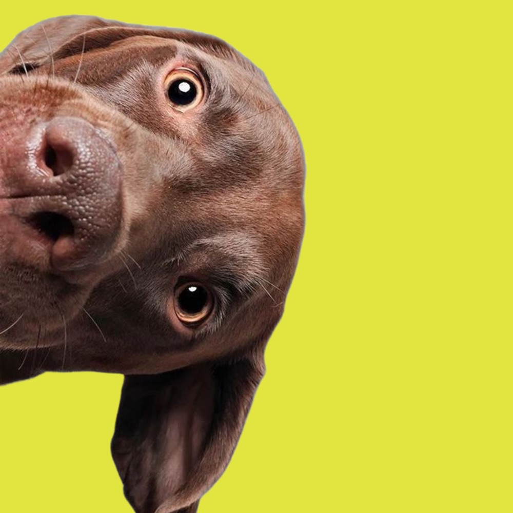 A curious dog looking at you