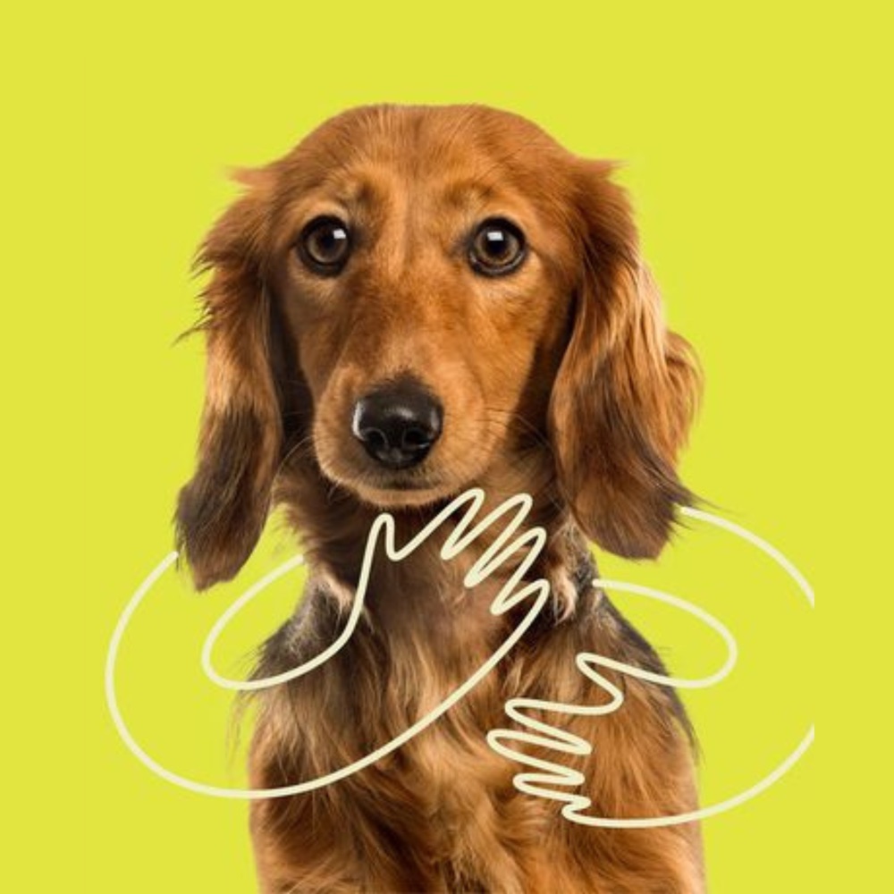 A happy, healthy dog